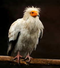 Vulture