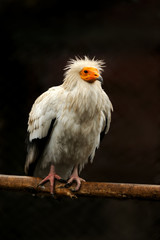 Vulture