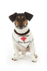 chien Jack Russel avec bandana gardien de plage