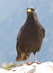 Alpine Chough (Pyrrhocorax graculus)
