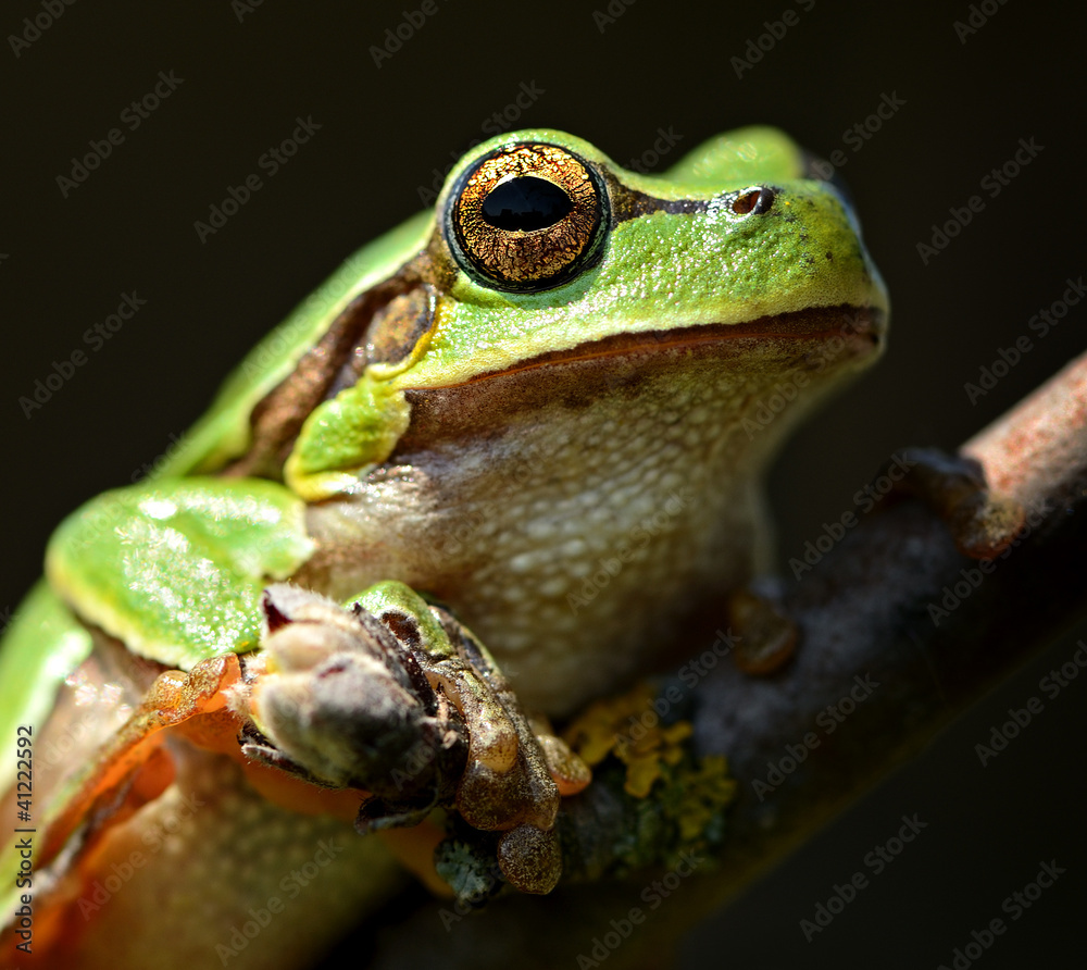 Poster frog