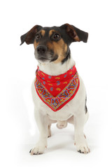 chien Jack Russel terrier avec foulard bandana