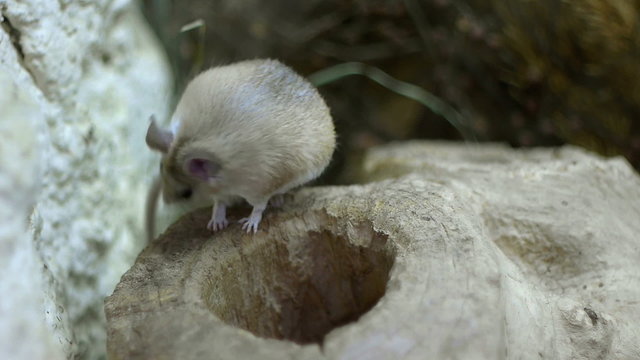 Field Mouse