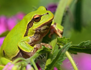 Frog