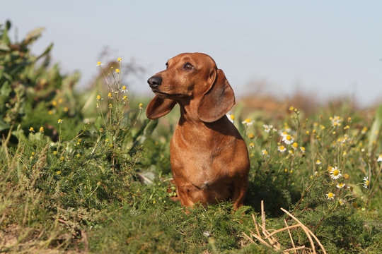 portrait de teckel de face