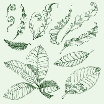 Set of floral design elements - coffee and fern leafs