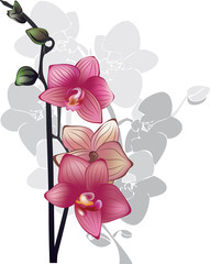 branch of pink orchids on a white background