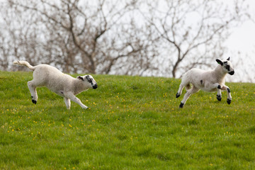 Naklejka premium Leaping spring lambs