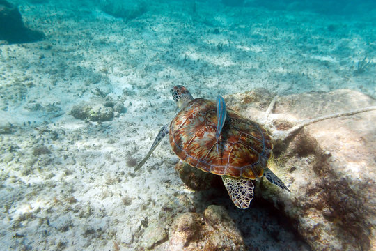 Green turtle in nature of Caribbean sea