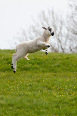 Leaping spring lambs