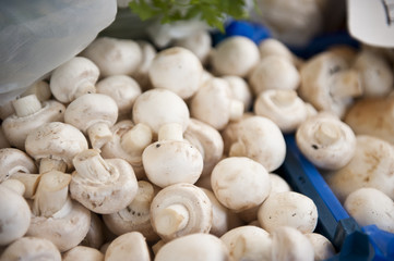 Little Mushrooms