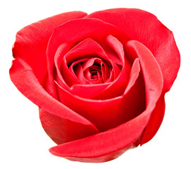 rose isolated on white background - 41223958