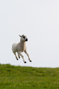 Lamb leaping into the air
