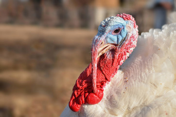 turkey