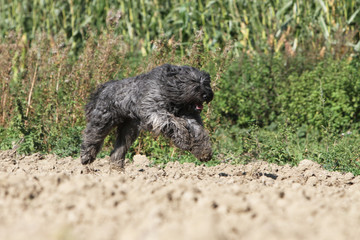 bouvier des Flandres running outside