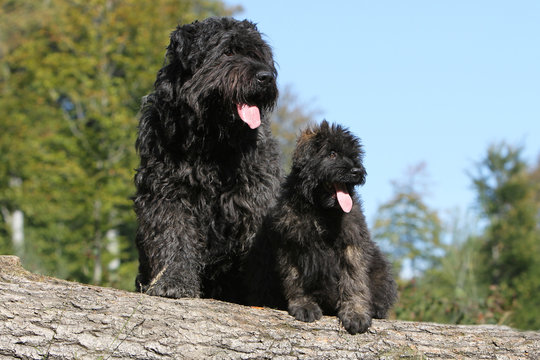 290 Best Bouvier Des Flandres Images Stock Photos Vectors Adobe Stock 290 Best Bouvier Des Flandres Images Stock Photos Vectors Adobe Stock