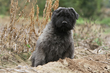 Chiot Bouvier Des Flandres A L Air Rigolo Wall Mural Wallpaper Murals Dogs Chiot Bouvier Des Flandres A L Air Rigolo Wall Mural Wallpaper Murals Dogs