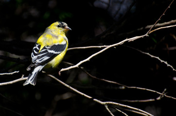 Male Goldfinch Changing to Breeding Plumage