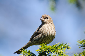House Finch Perched in a Tree