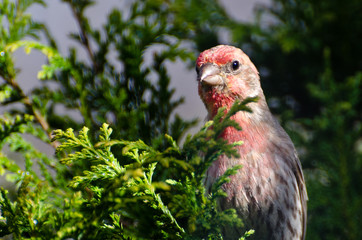 Male House Finch Perched on a Branch
