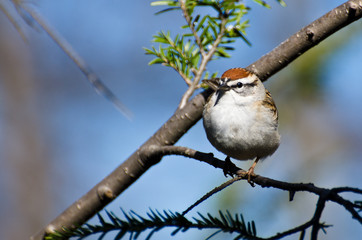 Chipping Sparrow Perched in a Tree