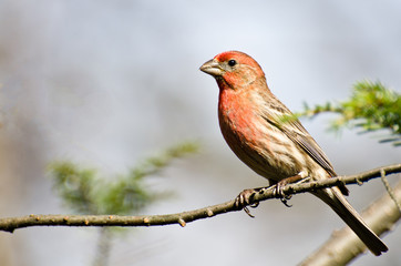 Male House Finch Perched on a Branch