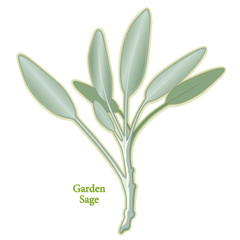 Garden Sage Herb, to season meats, poultry, stuffing. Medicinal