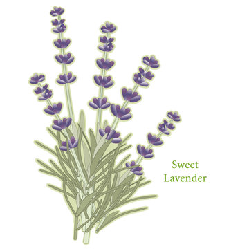Sweet Lavender Flowers, Herbes de Provence, cooking, perfumes