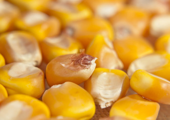 Maize seeds