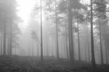 Rolgordijnen Spookachtig mistig bos © Andrew Ward