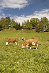 Fototapeta premium Caw grazing