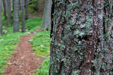 Bark detail with winding footpath behind