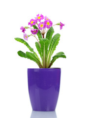 Naklejka na ściany i meble Beautiful purple primrose in a flowerpot isolated on white