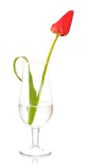 Beautiful tulip in glass isolated on white