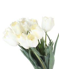 beautiful tulips isolated on white.