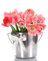 beautiful pink tulips in bucket isolated on white.