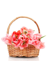 Fototapeta na wymiar beautiful pink tulips in basket isolated on white.