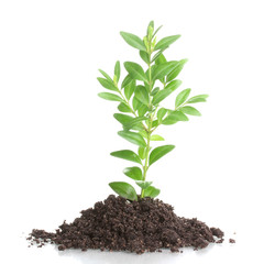 Young plant in ground isolated on white