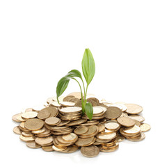 Golden coins and plant isolated on white