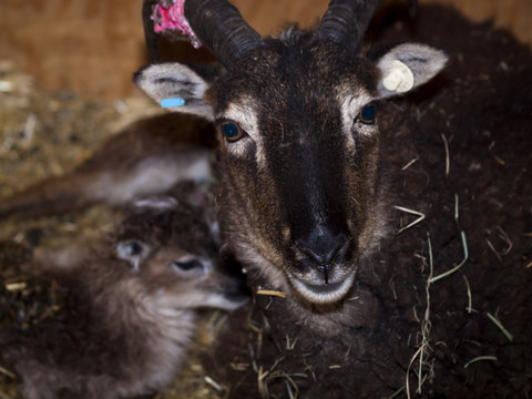 Soay Sheep