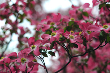 Flowering Dogwood-6
