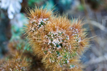 Torch Thistle or Cactus