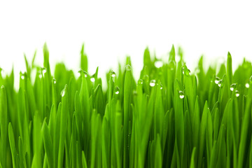 Naklejki  Świeża zielona trawa pszeniczna z kroplami rosy / na białym tle