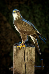 Common Buzzard
