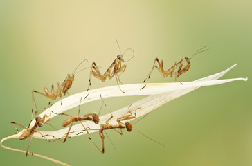Obraz premium little praying mantises on nice backgrownd