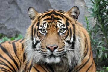 Fototapete Tiger Sumatratiger