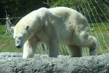 Polar Bear