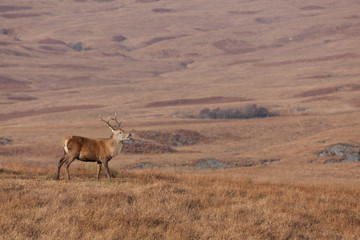 Stag photographed on Jura in Scotland looking right