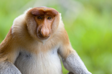 A proboscis monkey, Sandakan, Malaysia. - obrazy, fototapety, plakaty