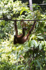 A young orangutan in Malaysia, Borneo. © davidevison